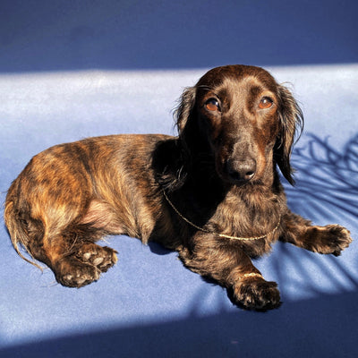 Luna the Dachshund modelling a yellow gold Butch Chain necklace and bracelet